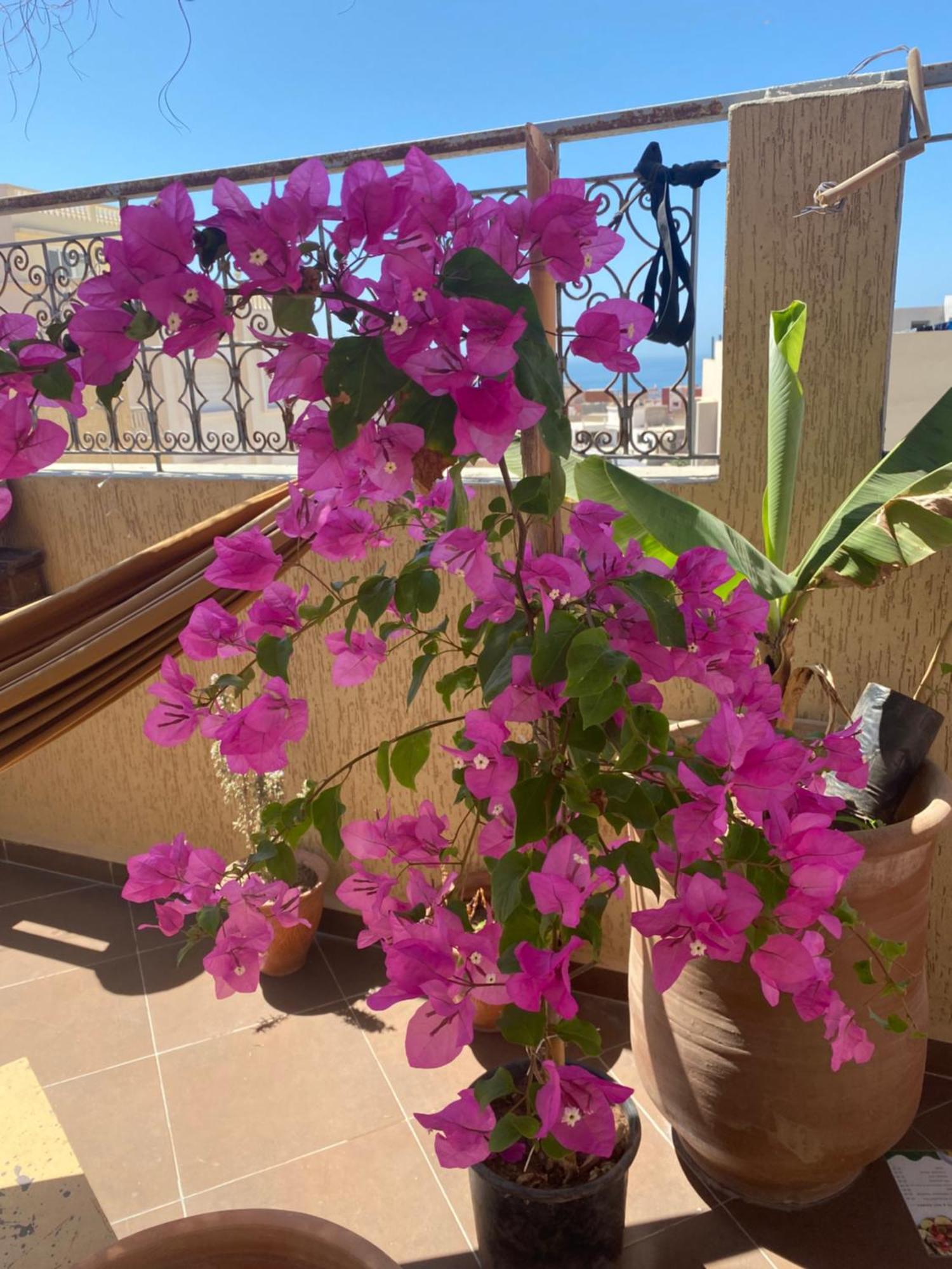 Fleur De Cactus, Guesthouse, Tamraght Eksteriør bilde